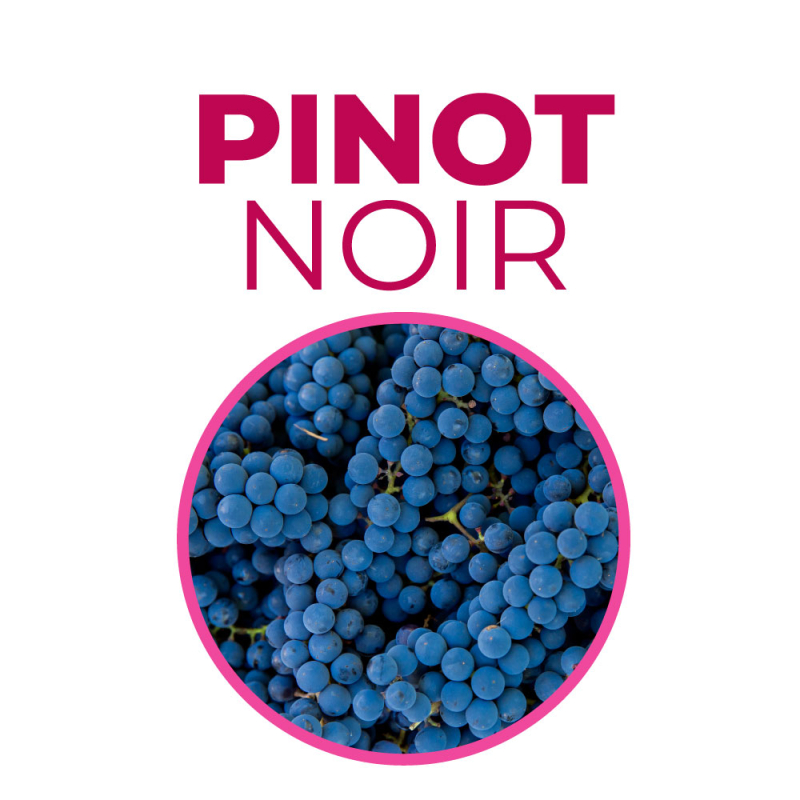 Corso Pinot Noir