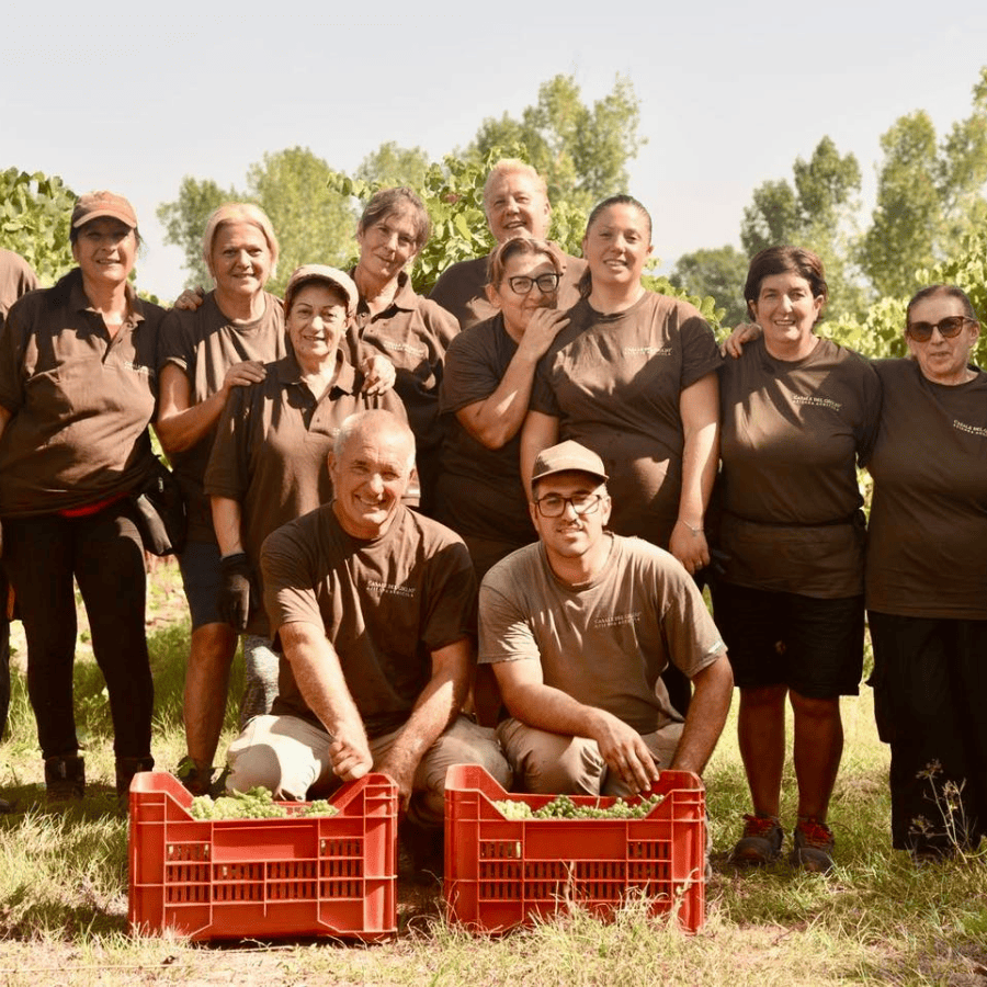 La raccolta delle uve a Casale del Giglio La raccolta delle uve a Casale del Giglio