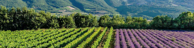 Bibenda Viaggi: Provenza