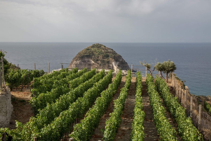 Tommasone: assaggi da Ischia