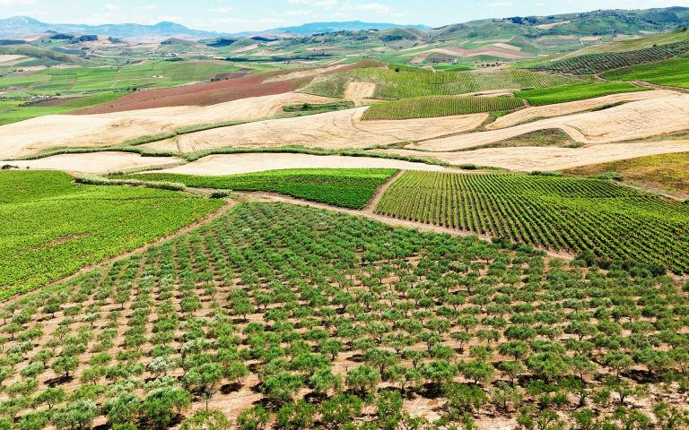 Catarratto e ARCA, il cuore antico della viticoltura siciliana Catarratto e ARCA, il cuore antico della viticoltura siciliana