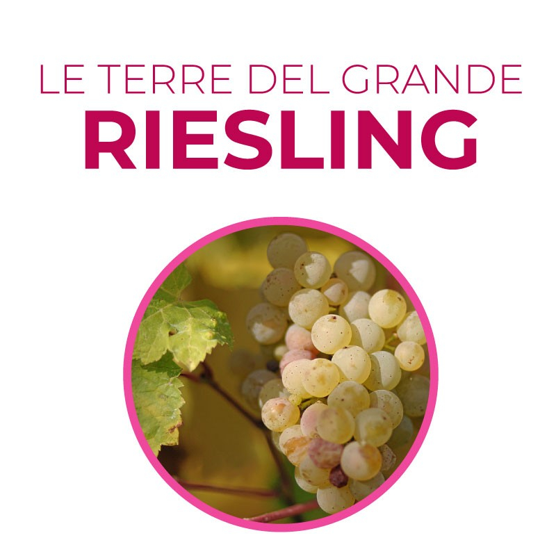 Corso sul Riesling: Le terre del Grande Riesling