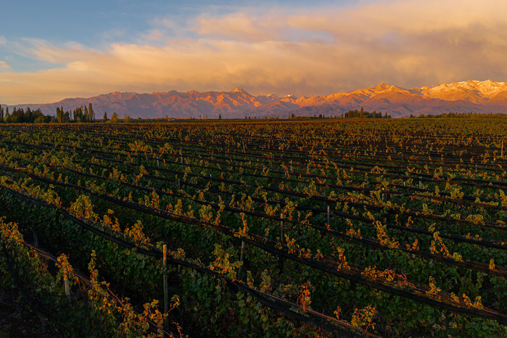 Gualtallary - El Enemigo Wines