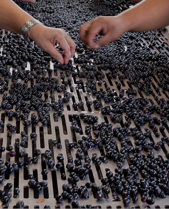 La selezione degli acini La selezione degli acini