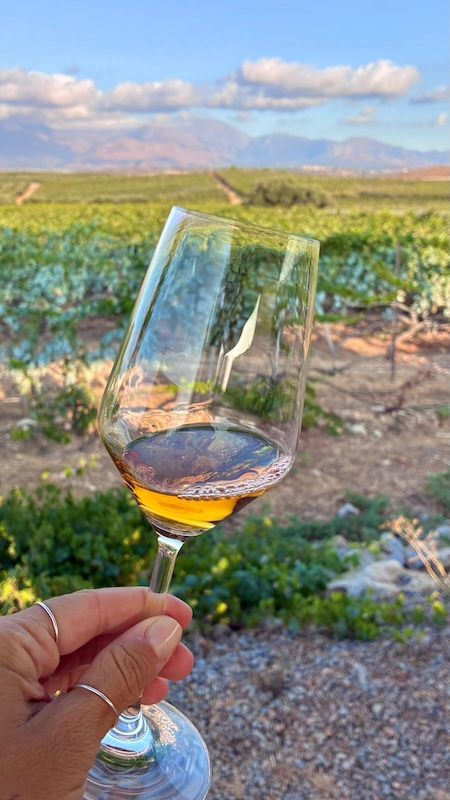 Degustazione in vigna