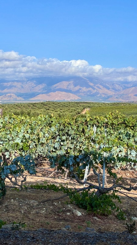 I vigneti di Creta