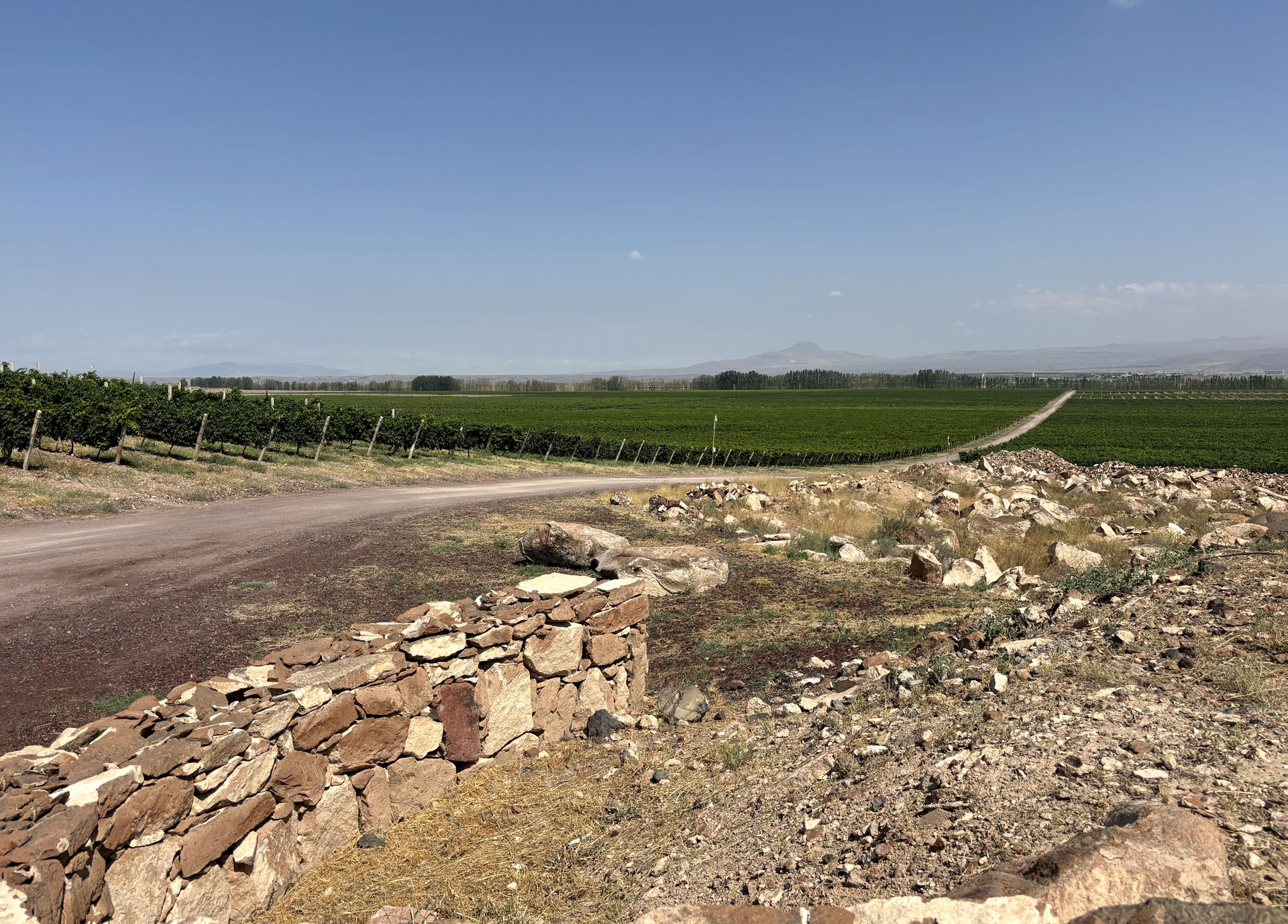 Karas, panorama delle vigne ad Armavir nella fertile pianura ai piedi del Monte Ararat Karas, panorama delle vigne ad Armavir nella fertile pianura ai piedi del Monte Ararat