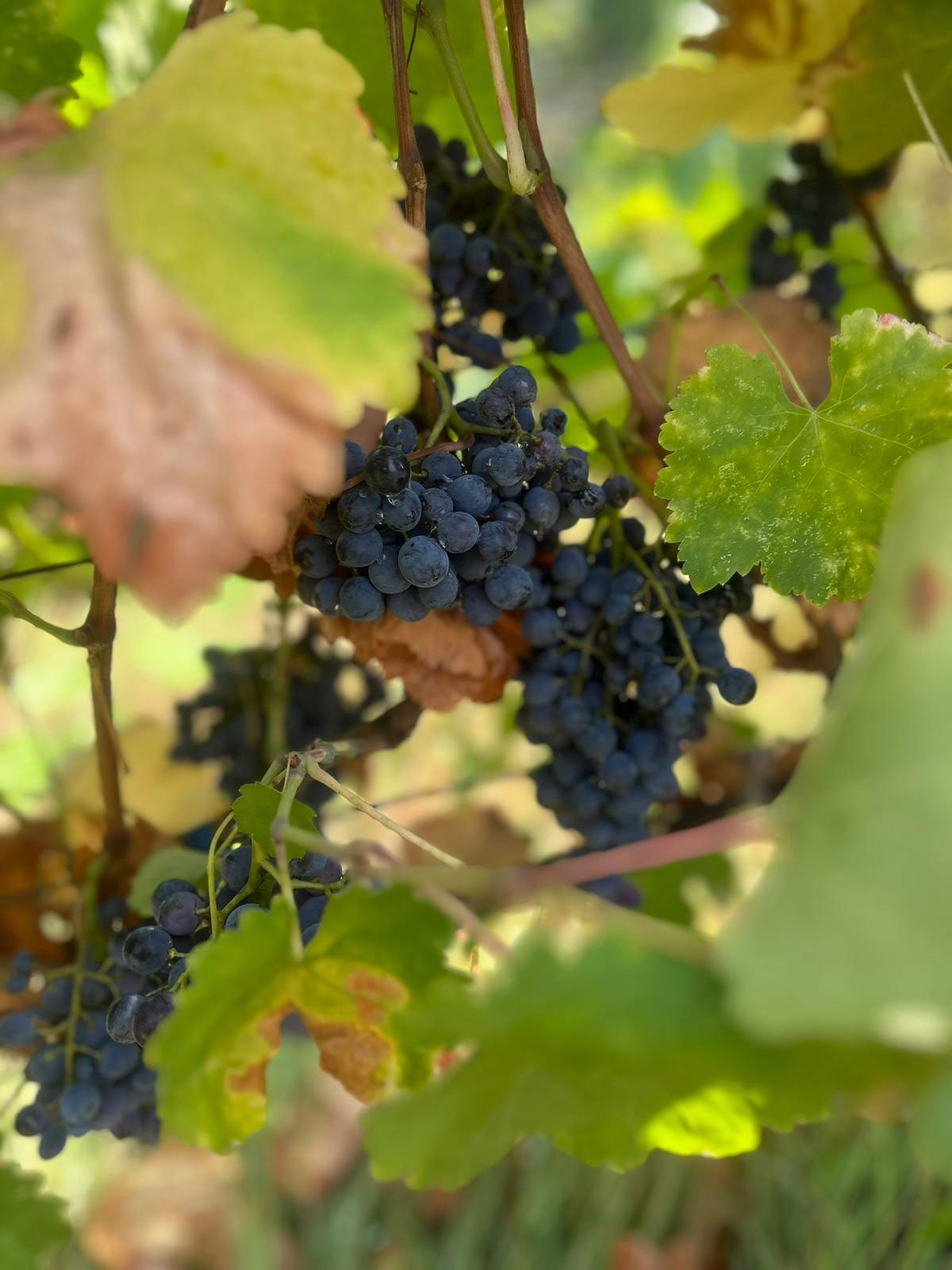 Iberieli, dettaglio di Saperavi Iberieli, dettaglio di Saperavi