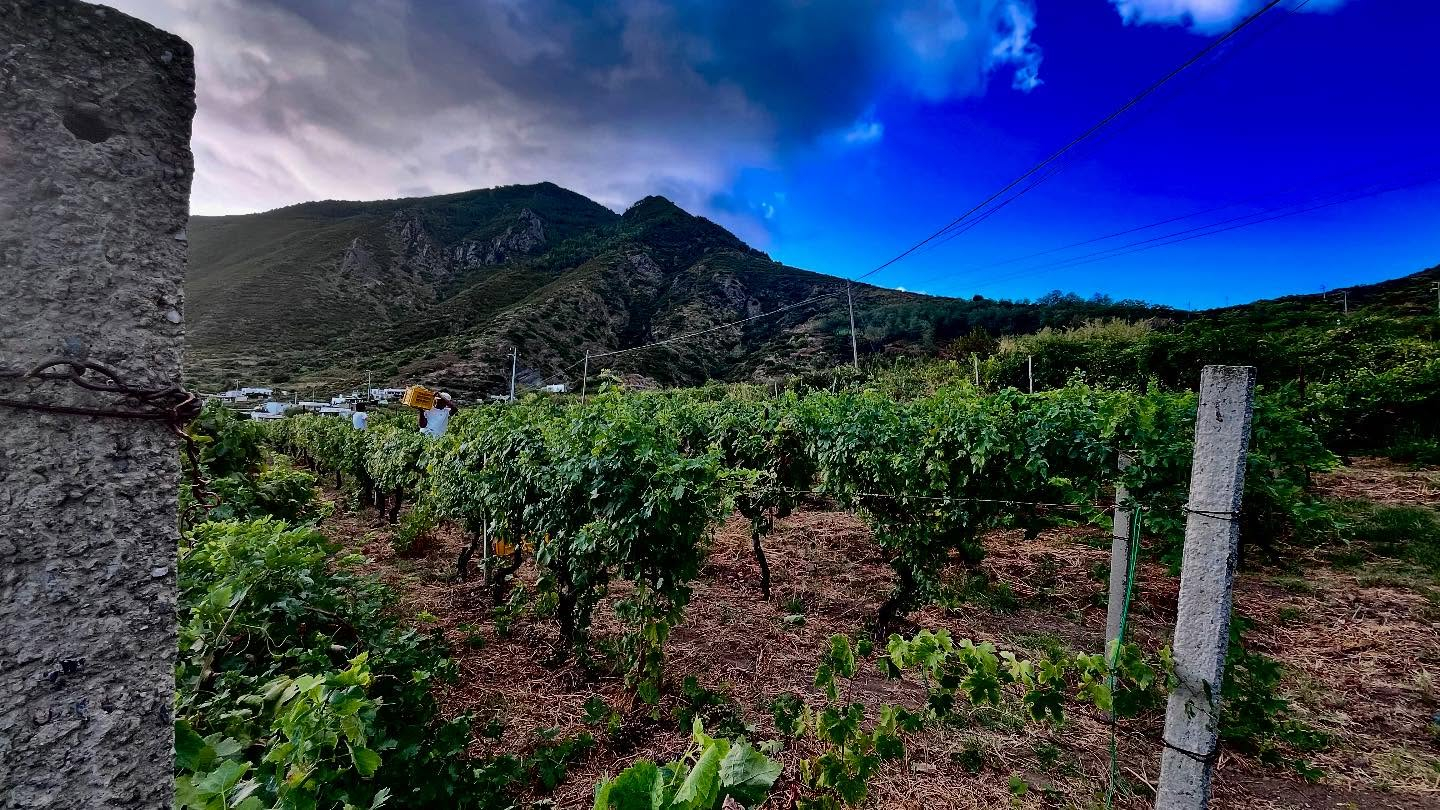 Vigneto a Malfa a San Lorenzo
