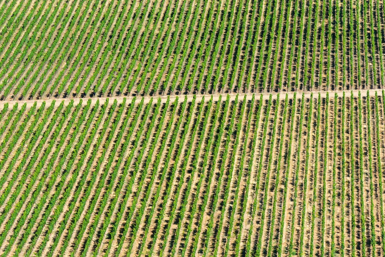 Vigne Malbec ©shutterstock