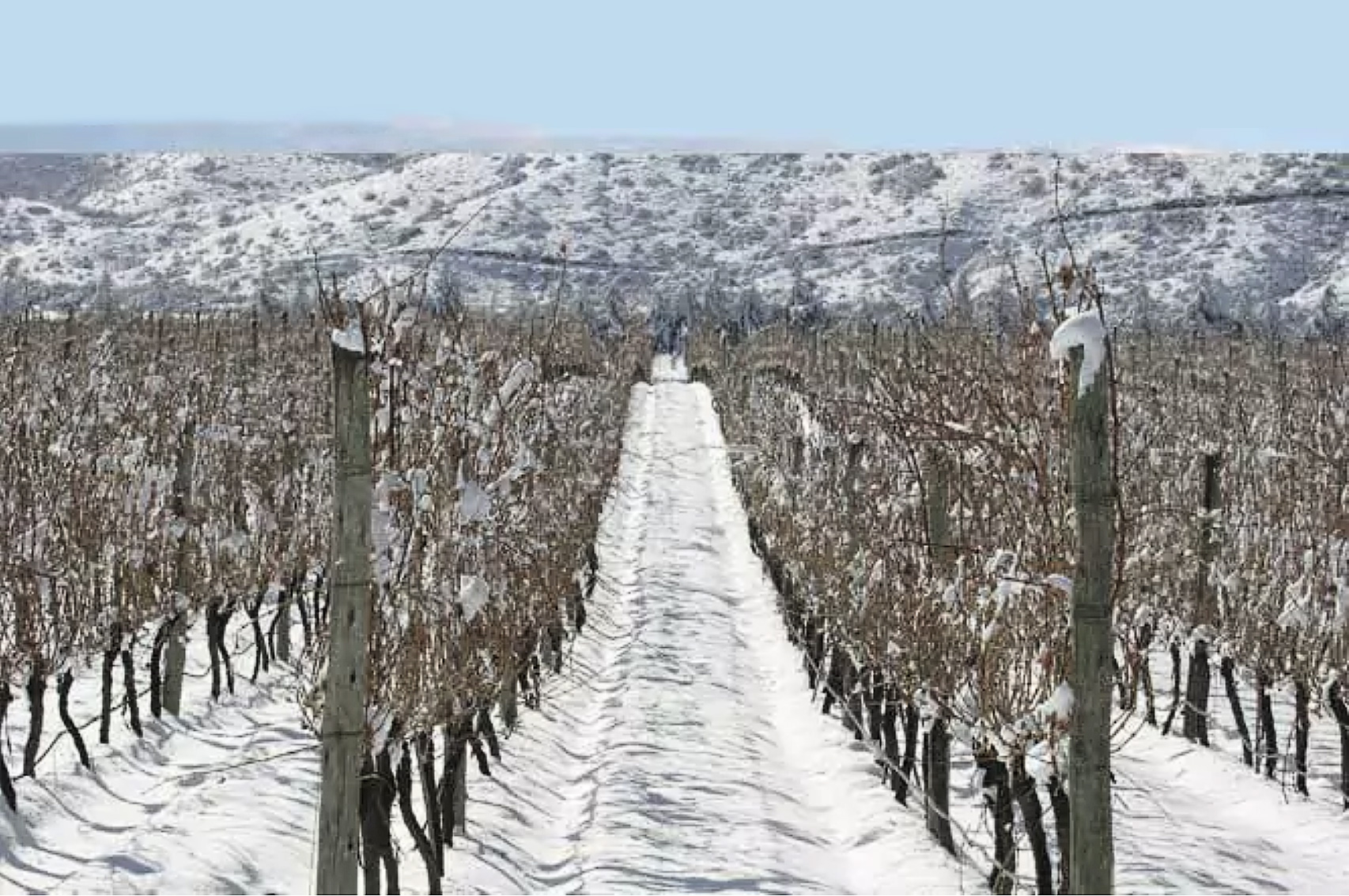 Le vigne