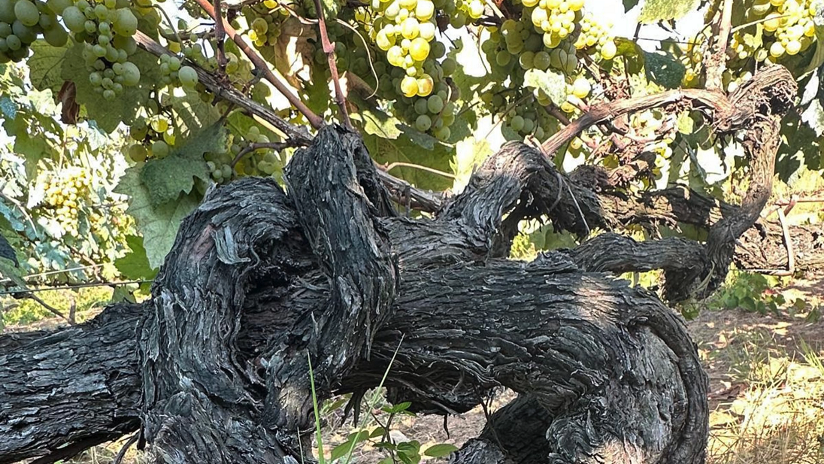 Il tronco della vite