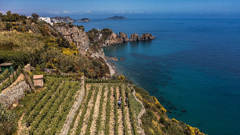 I vigneti di Biancolella