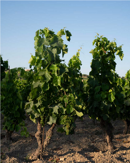 Gli alberelli di Nero d'Avola