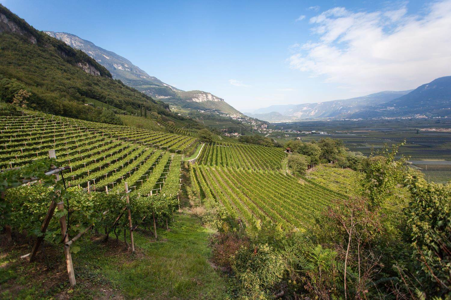 Panoramica dell'area vitata