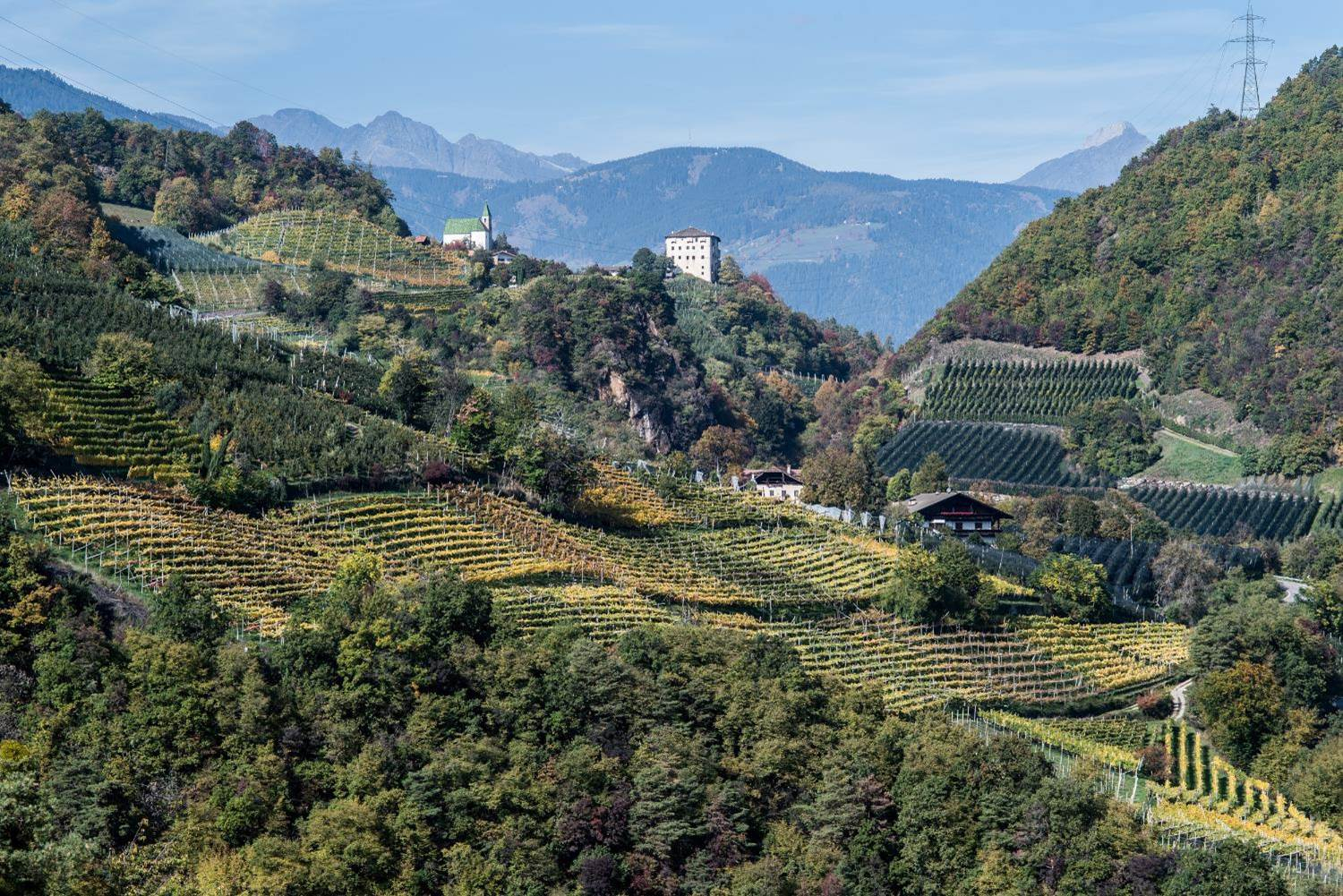 Panoramica dell'area vitata