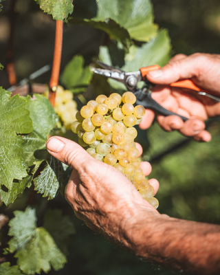 Mano che taglia il grappolo d'uva