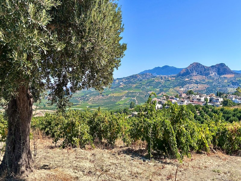 Gli olivi e le vigne di Creta